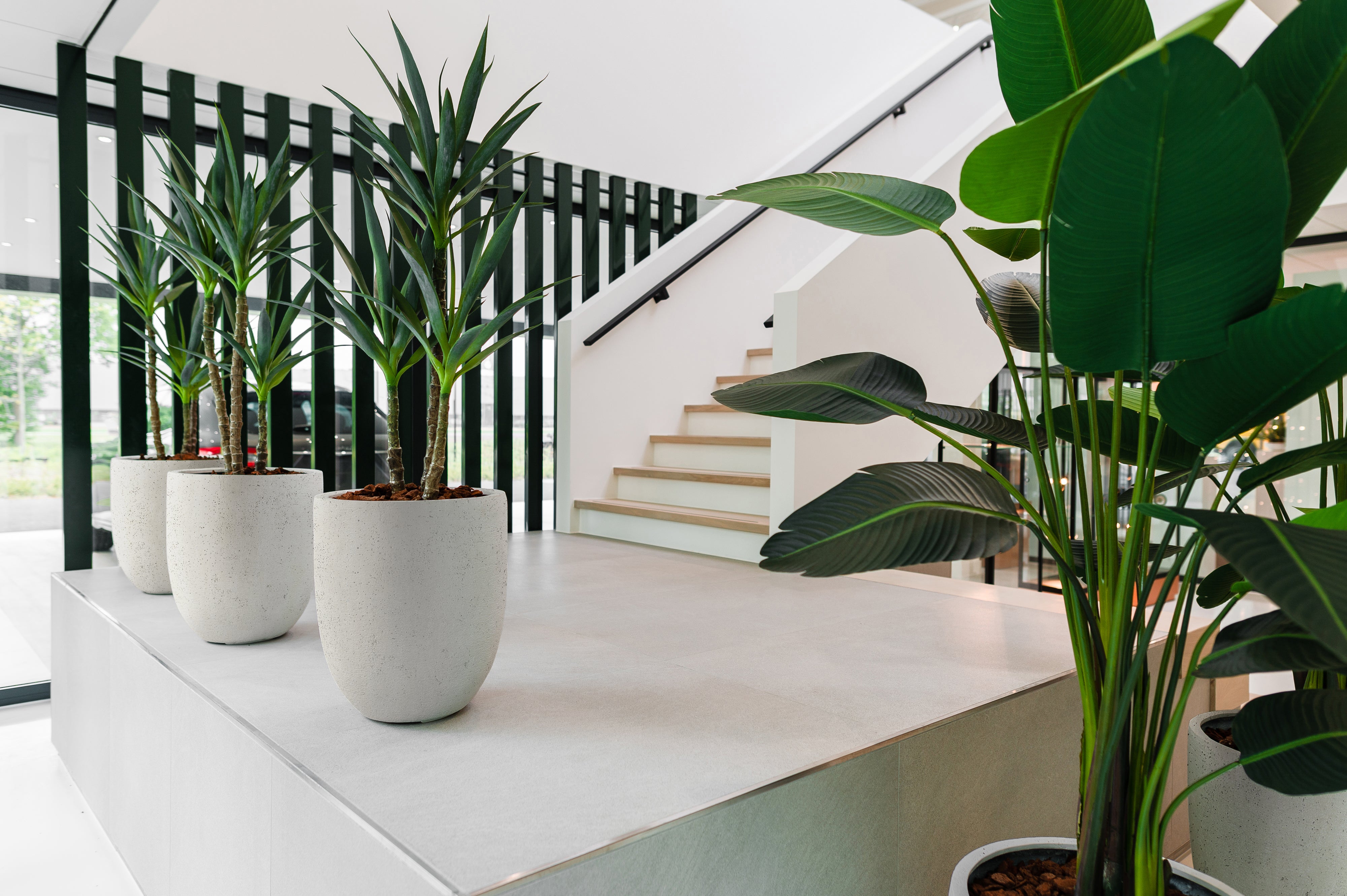 Büropflanzen & Raumbegrünung - WELO Green