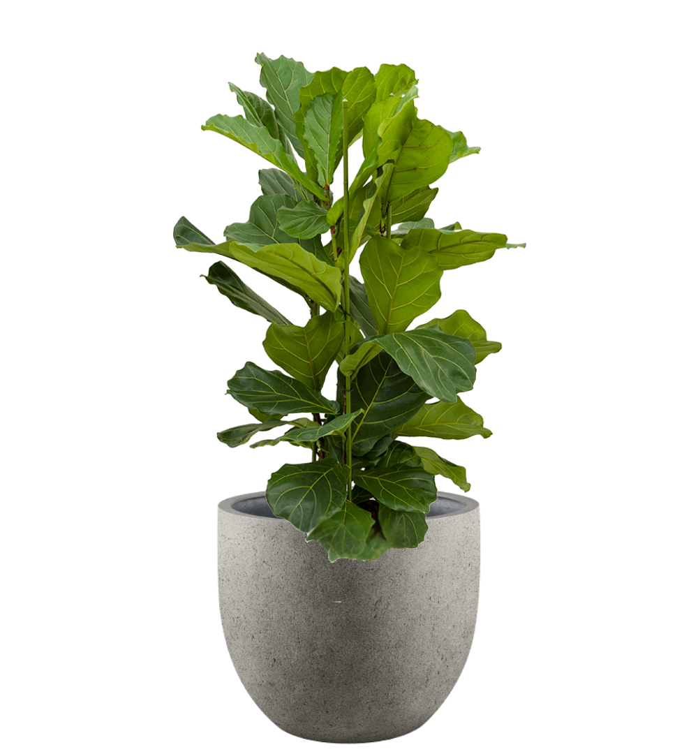 Pflanzgefäß - Concrete New Egg Pot inkl. Pflanze