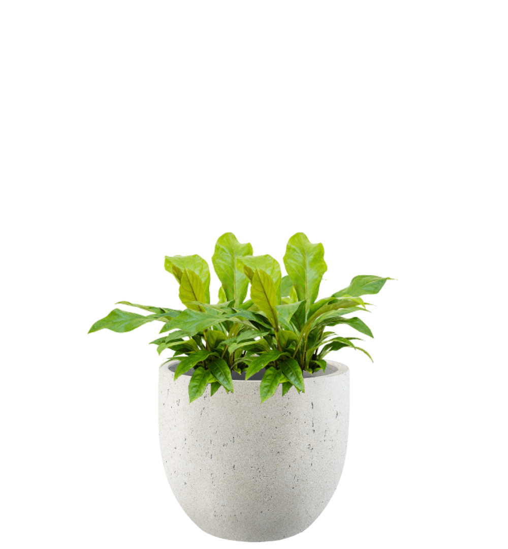 Pflanzgefäß - Concrete New Egg Pot inkl. Pflanze