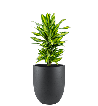 Pflanzgefäß - Concrete Tall New Egg Pot inkl. Pflanze