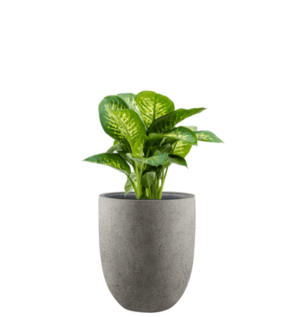 Pflanzgefäß - Concrete Tall New Egg Pot inkl. Pflanze