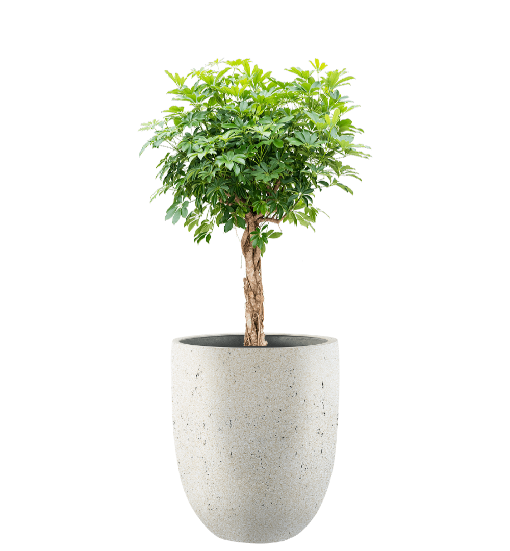 Pflanzgefäß - Concrete Tall New Egg Pot inkl. Pflanze