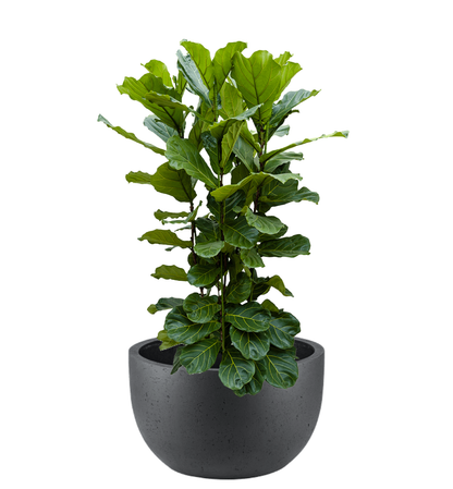 Pflanzgefäß - Concrete Low New Egg Pot inkl. Pflanze