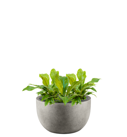 Pflanzgefäß - Concrete Low New Egg Pot inkl. Pflanze