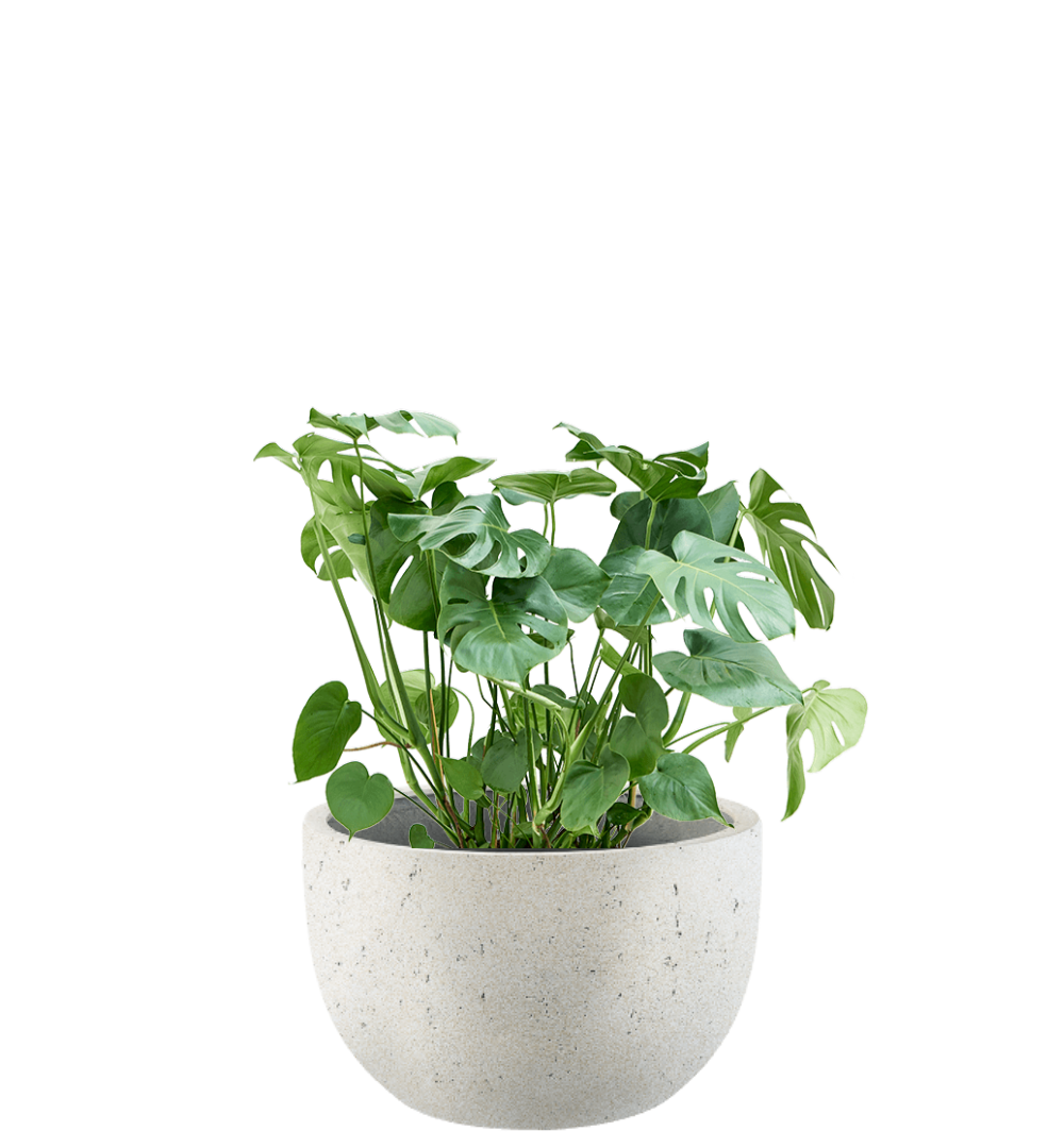 Pflanzgefäß - Concrete Low New Egg Pot inkl. Pflanze