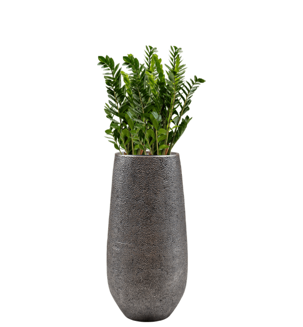 Pflanzgefäß Darcy Tall in silber mit Zamioculcas