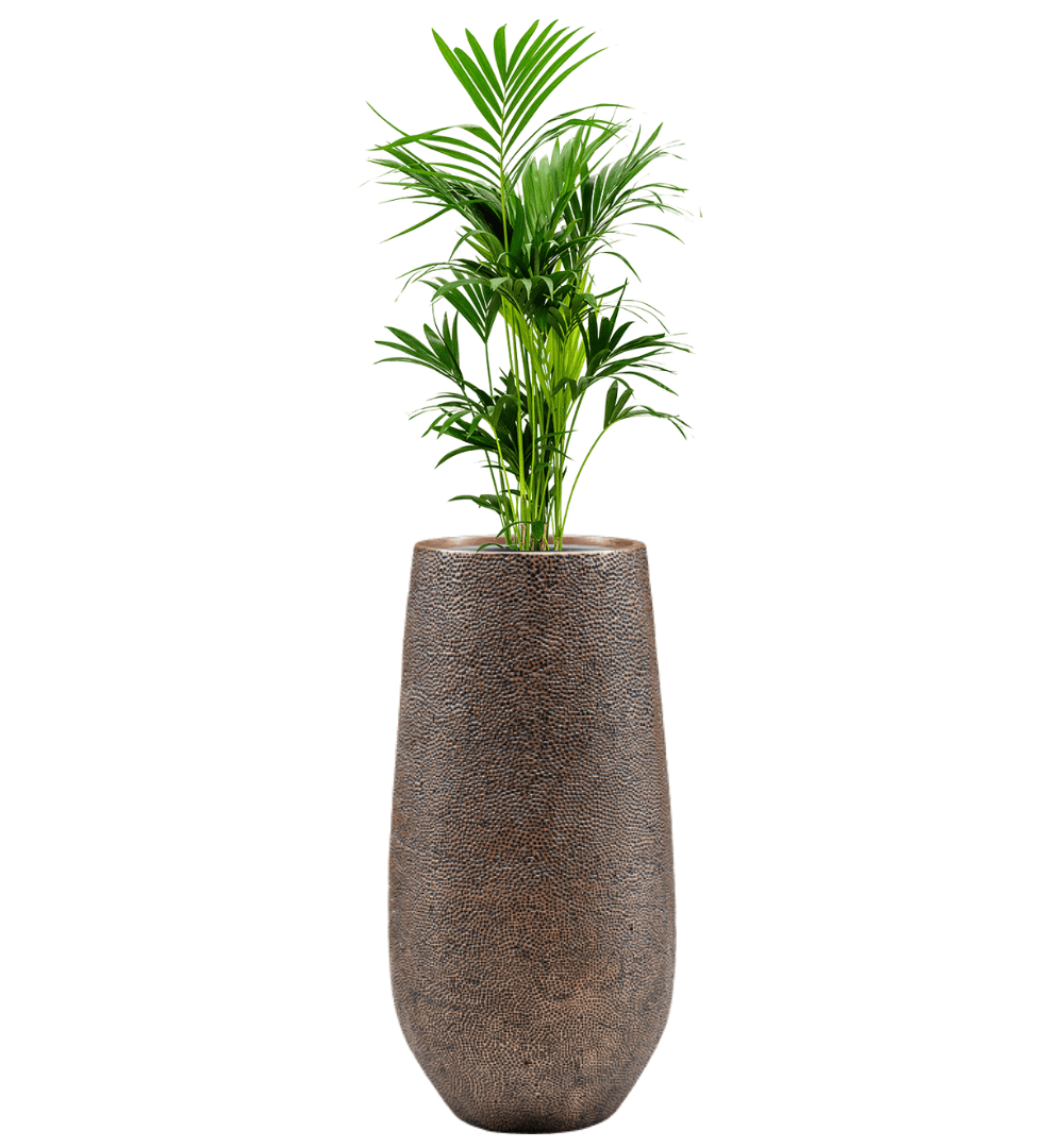 Pflanzgefäß Darcy Tall in bronze mit Kentia Palme