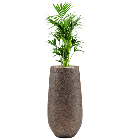 Pflanzgefäß Darcy Tall in bronze mit Kentia Palme