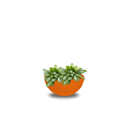 Pflanzgefäß - Custom Cascara inkl. Pflanze