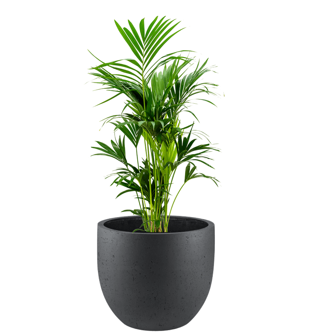 Pflanzgefäß - Concrete New Egg Pot inkl. Pflanze