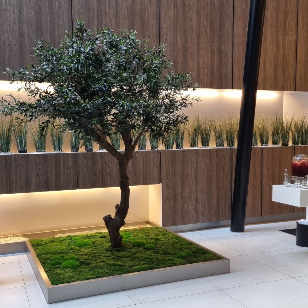 WELO Olive - Olea