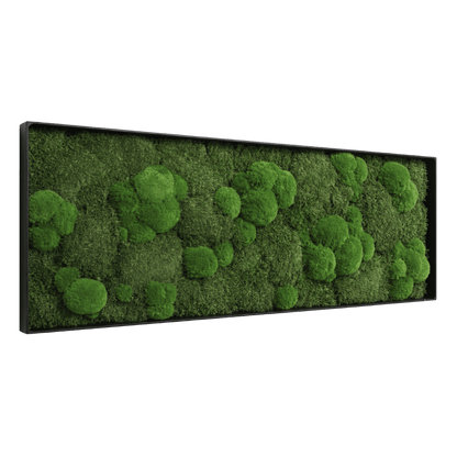 Moosbild / Mooswand - Moosmix