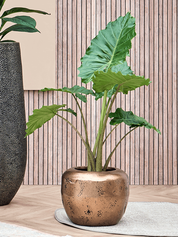 Pflanzgefäß Couple in bronze mit Alocasia
