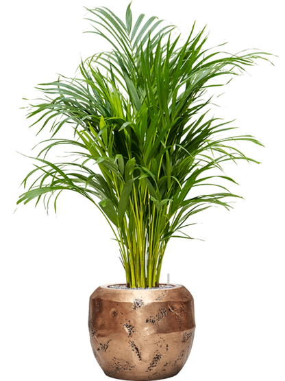 Pflanzgefäß Couple in bronze mit Kentia Palme