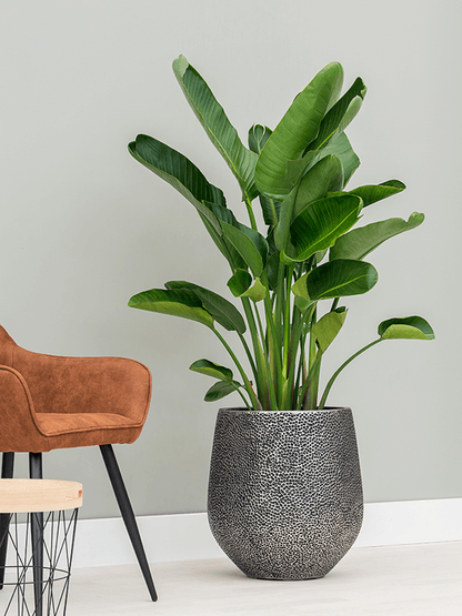 Pflanzgefäß Darcy Hit in silber mit Strelitzia