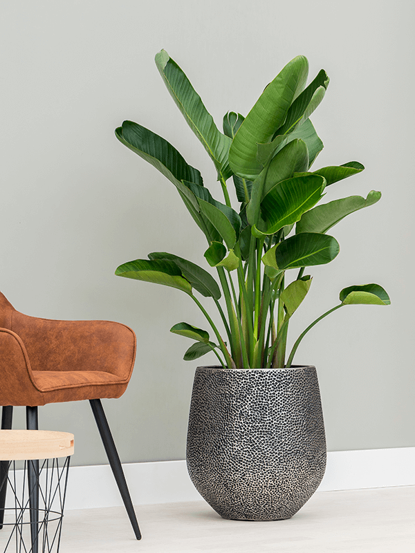 Pflanzgefäß Darcy Hit in silber mit Strelitzia