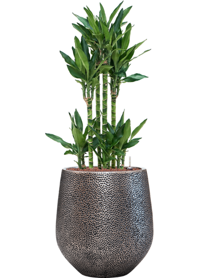 Pflanzgefäß Darcy Hit in silber mit Dracaena