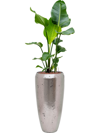 WELO Chrome Vase