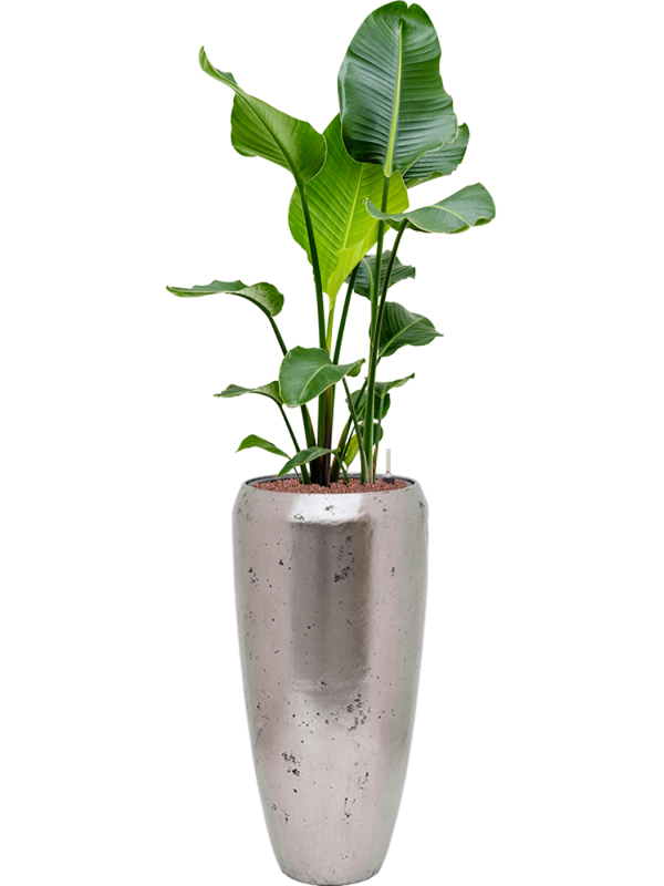 WELO Chrome Vase